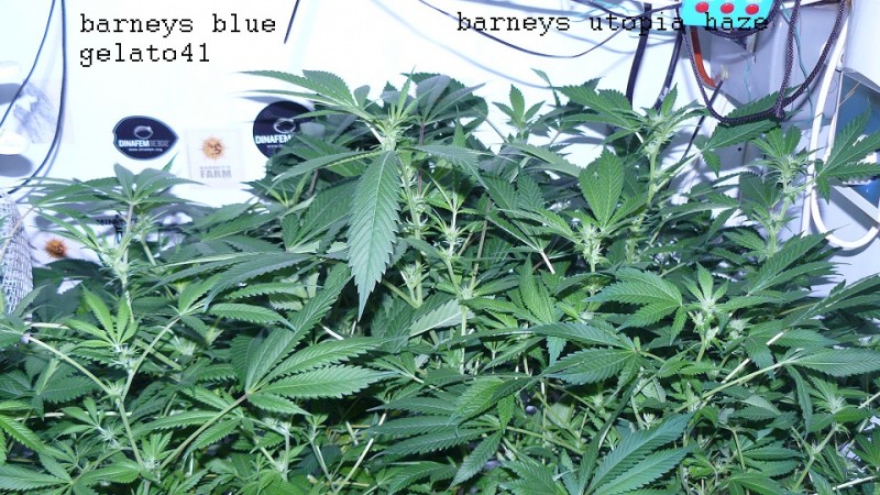 drobes 21 03 22 001