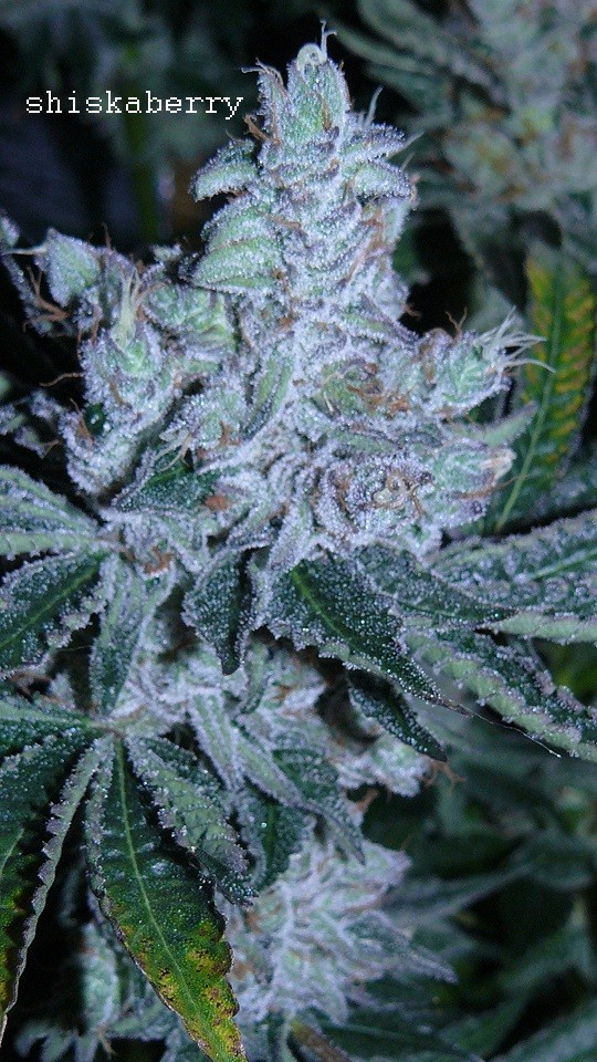drobes 21 03 22 022