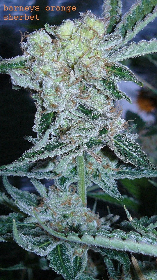 drobes 21 03 22 023