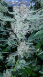 drobes 21 03 22 024