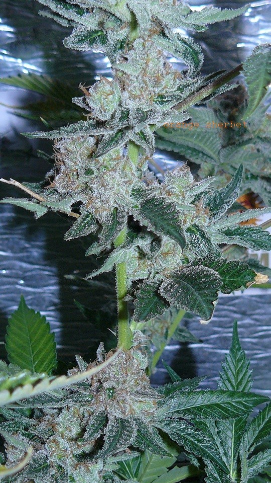 drobes 21 03 22 025