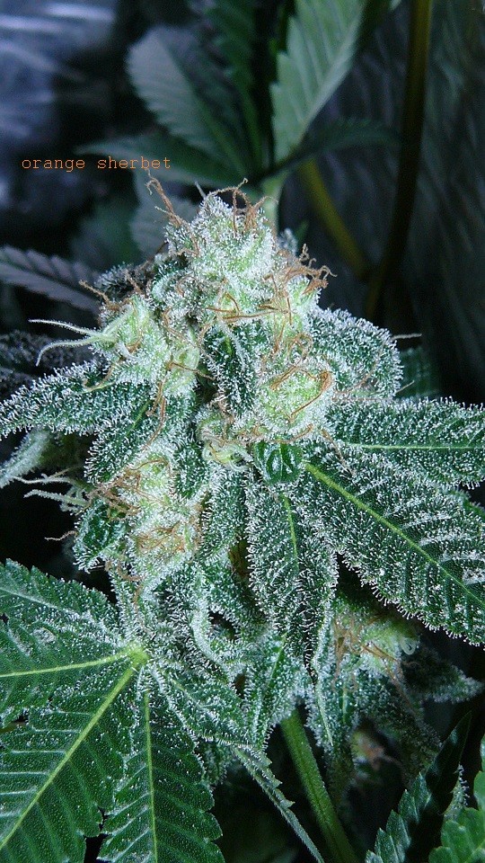 drobes 21 03 22 030