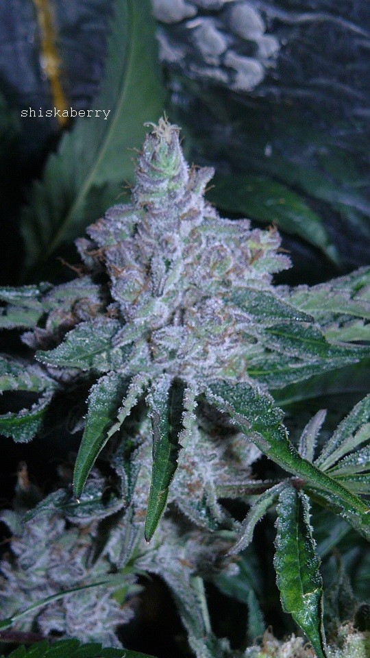 drobes 21 03 22 032