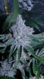 drobes 21 03 22 032