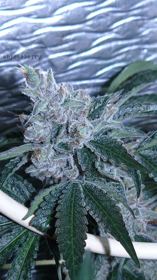 drobes 21 03 22 033