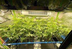 TP grow trim