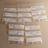 Seeds!