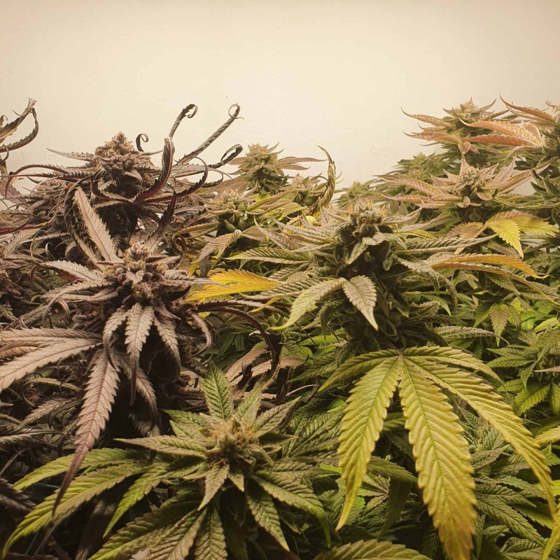 Wedding Cake / Blueberry Cookies