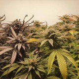 Wedding Cake / Blueberry Cookies