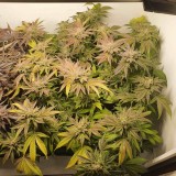 Blueberry Cookies