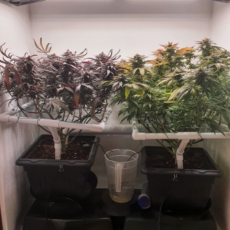 Wedding Cake / Blueberry Cookies