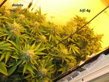 w6 bloom (1)