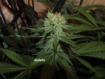 w6 bloom (2)