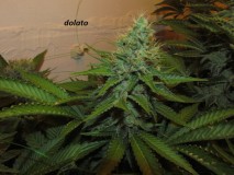 w6 bloom (3)
