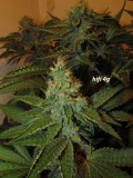 w6 bloom (4)