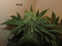 w6 bloom (5)