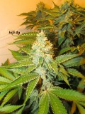 w6 bloom (6)
