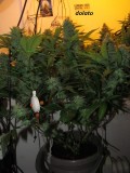 w6 bloom (7)
