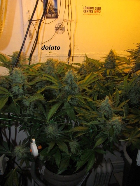 w6 bloom (8)