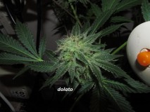 w6 bloom (10)