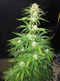 OG Kush AutoFlower Cannabis