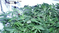 drobes 23 3 22 001