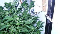 drobes 23 3 22 003