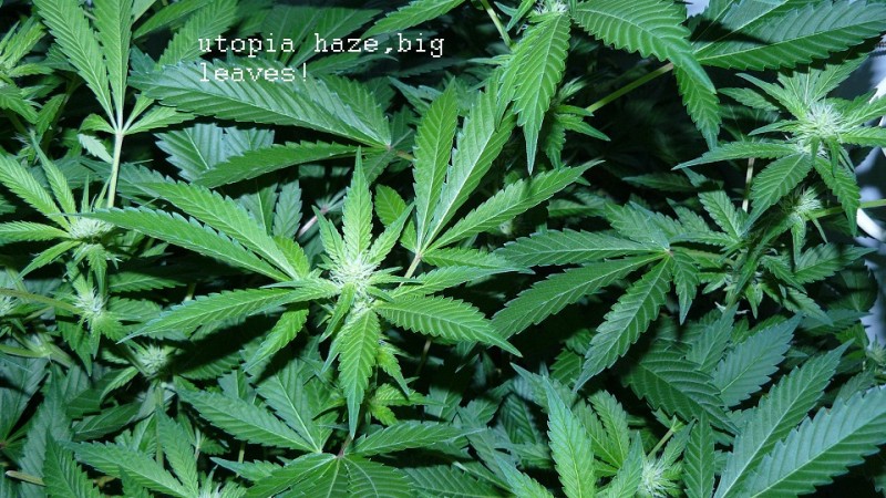 drobes 23 3 22 005