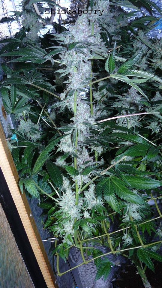drobes 23 3 22 029