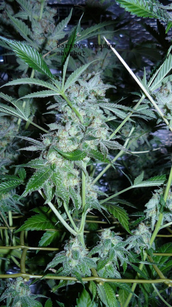 drobes 23 3 22 031