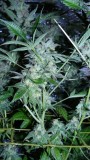 drobes 23 3 22 031