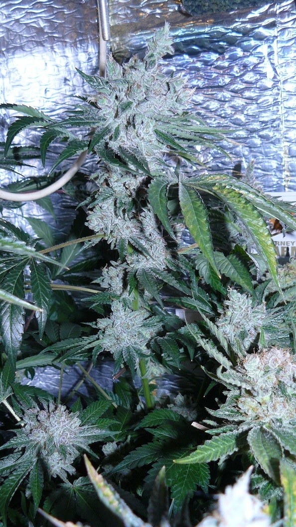 drobes 23 3 22 033