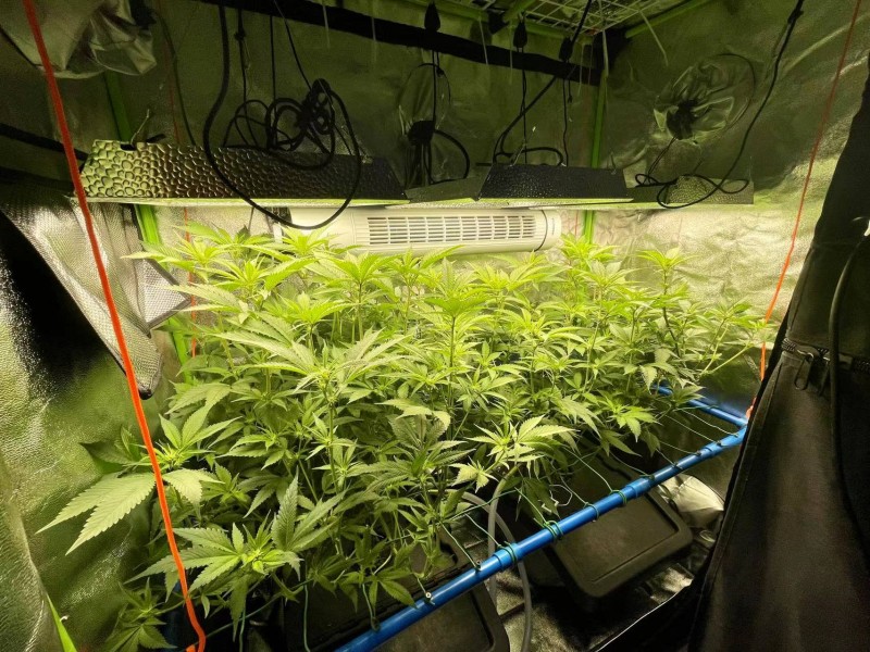 TP grow new