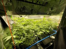 TP grow new