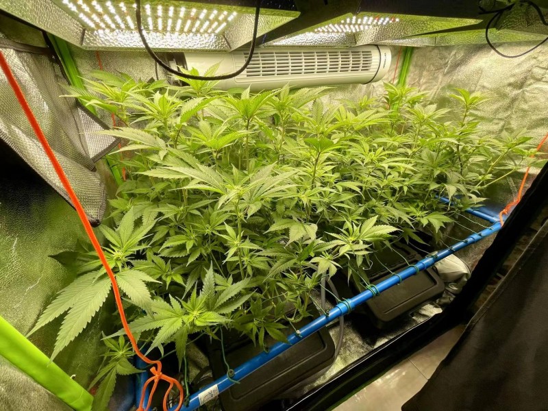 TP grow