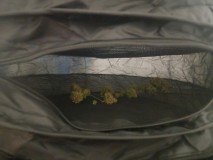 obscura1648332115645