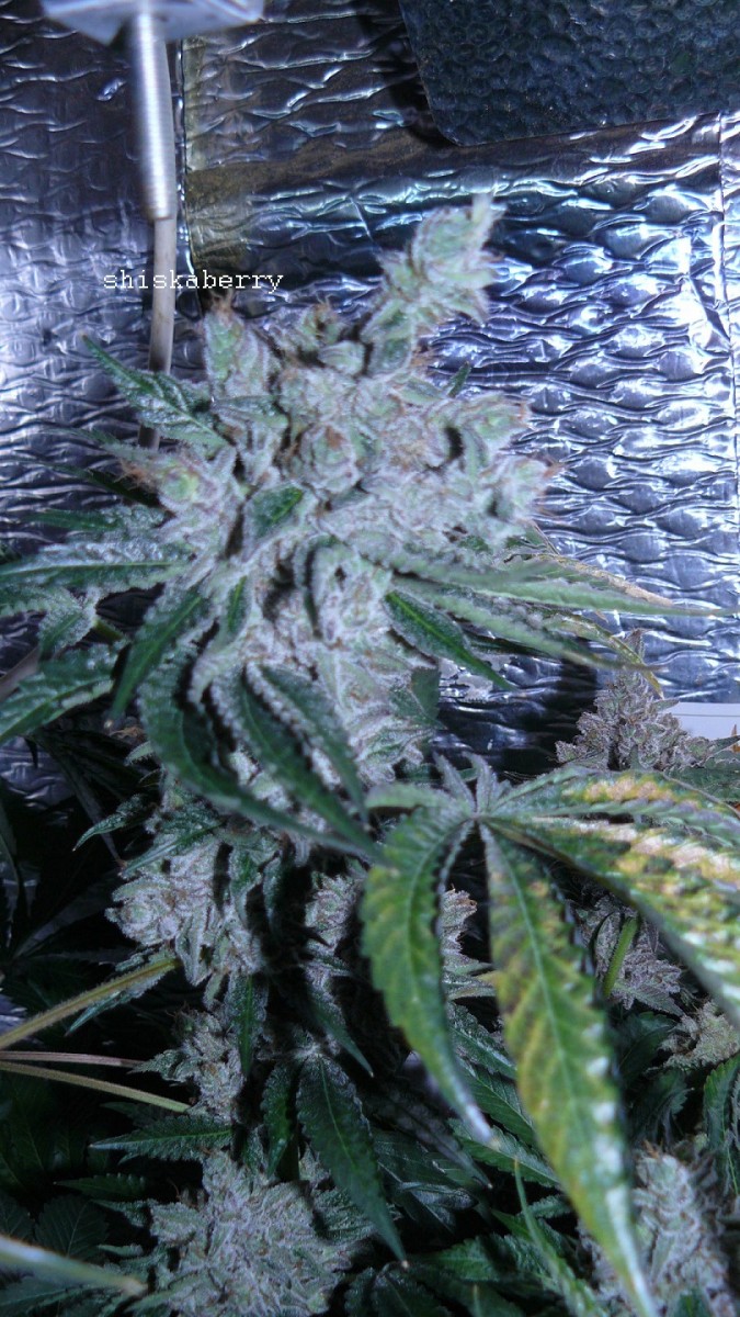 drobes 27 3 22 005