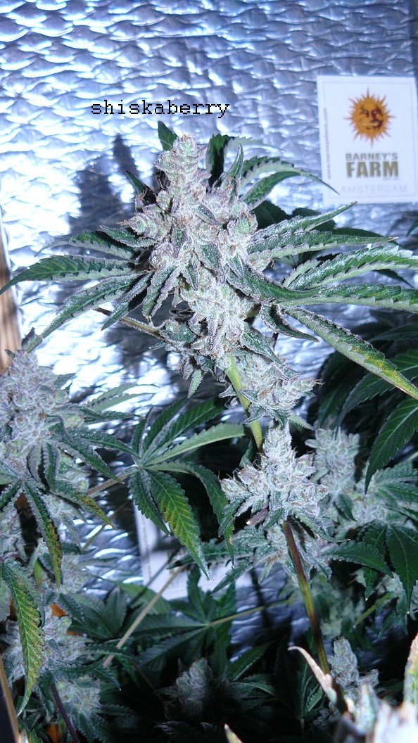 drobes 27 3 22 006