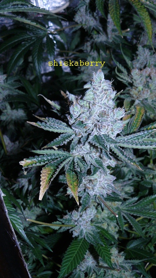 drobes 27 3 22 007