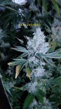 drobes 27 3 22 007