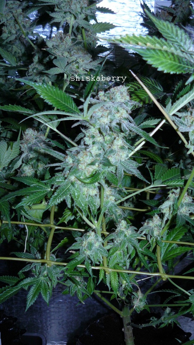 drobes 27 3 22 010