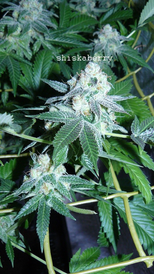 drobes 27 3 22 011