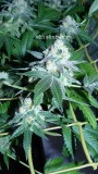 drobes 27 3 22 011