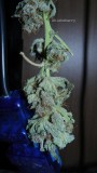 drobes 27 3 22 017