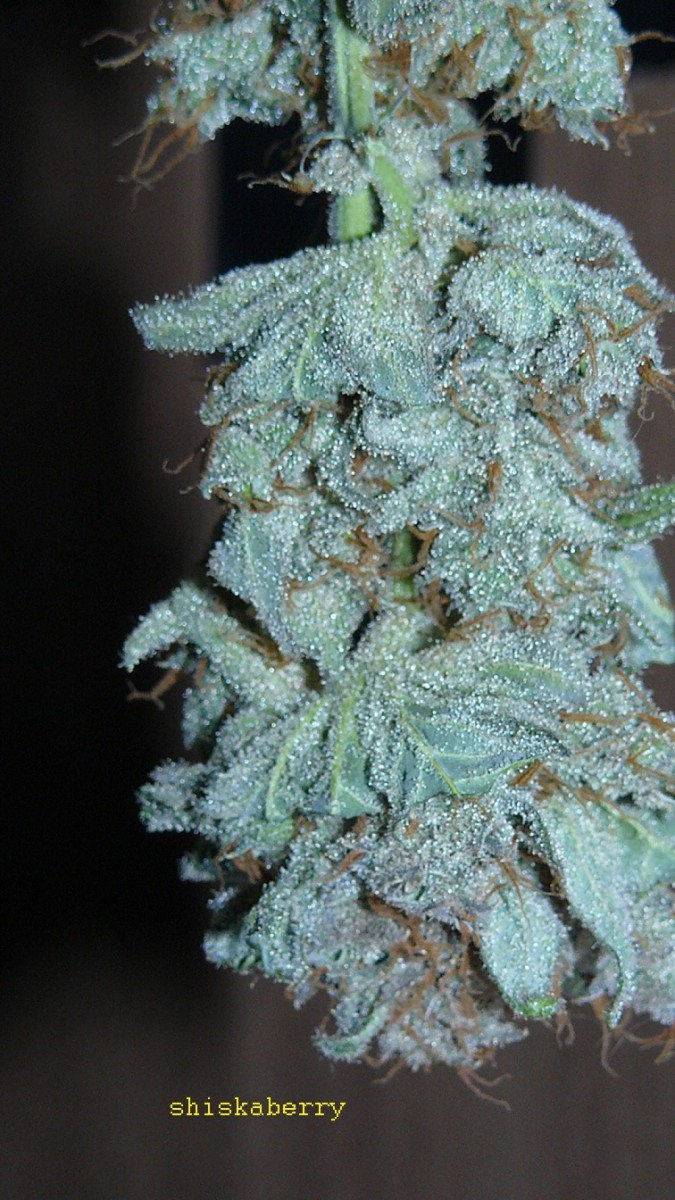 drobes 27 3 22 021