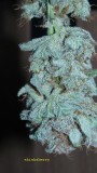 drobes 27 3 22 021