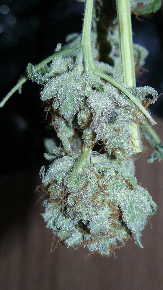 drobes 27 3 22 025