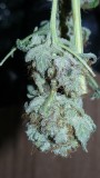 drobes 27 3 22 025