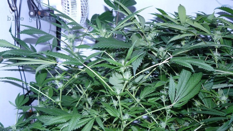 drobes 27 3 22 029