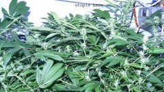 drobes 27 3 22 030